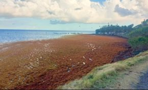 Algues sargasses à la pointe faula au Vauclin en Martinique