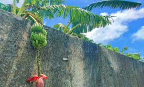 Quand la banane fait le mûr