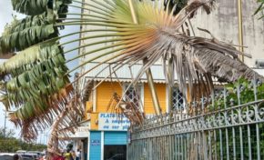 Bibliothèque Schoelcher en Martinique : le dernier voyage de l'arbre du voyageur