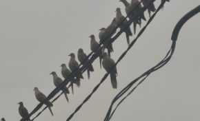 Onde tropicale en Martinique...les tourterelles ne perdent pas leur fil