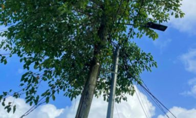 Les spécificités de Martinique – Le figuier maudit qui se prend pour un poteau électrique – 😳🤔🤔