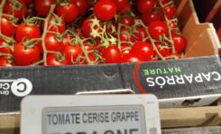 Vie chère en Martinique : les tomates cerises grappes franchissent la barre des 28 € le kilo