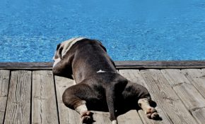 Cool near the swimming pool