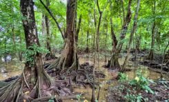 Mangrove lacustre de Trinité en Martinique
