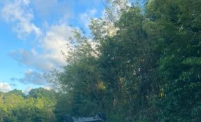 La première bananée de l'année 2024 en Martinique