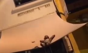 Un Français originaire de Martinique invente le hamac-store