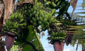 Quatre régimes et un bananier