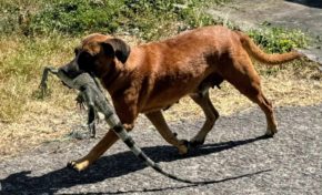 "Un iguane ça vaut tous les matoutous"