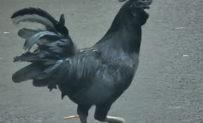 Justice en Martinique : un homme est relaxé pour avoir volé des saucisses 🌭 et 20 euros...le parquet qui en a rien à cirer fait appel