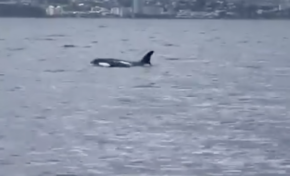 Des orques dans la baie de Fort-de-France en Martinique