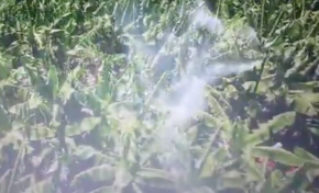 Épandage de pesticides dans les bananeraies en Martinique : chronique d'une nouvelle légion d'horreur...