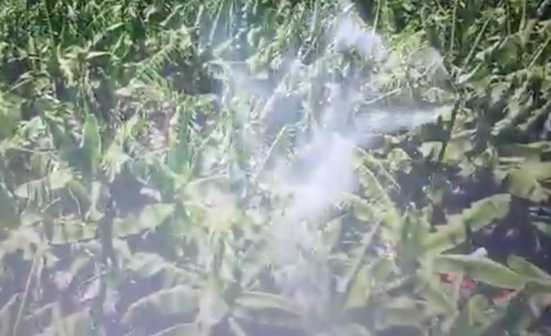 Épandage de pesticides dans les bananeraies en Martinique : chronique d'une nouvelle légion d'horreur...