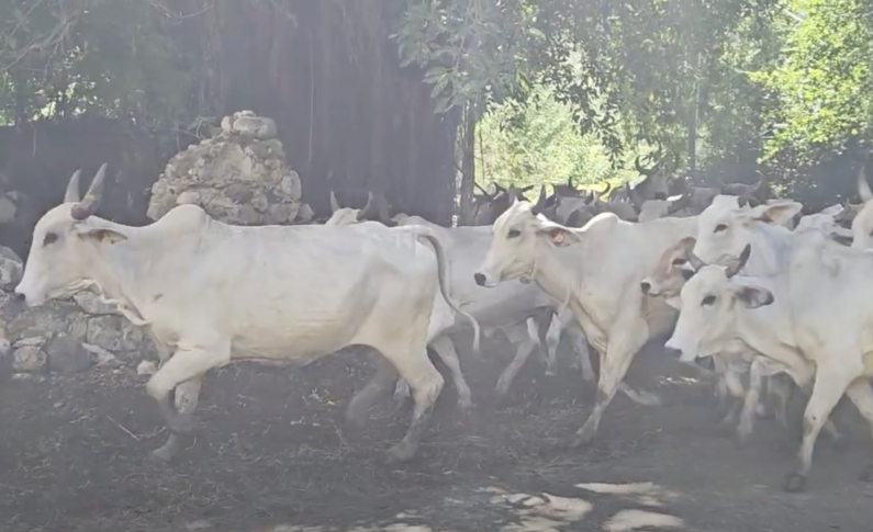 Troupeau de bramans en Martinique