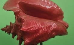 Ce lambi à conque rouge sur fond vert est-il quelconque ?