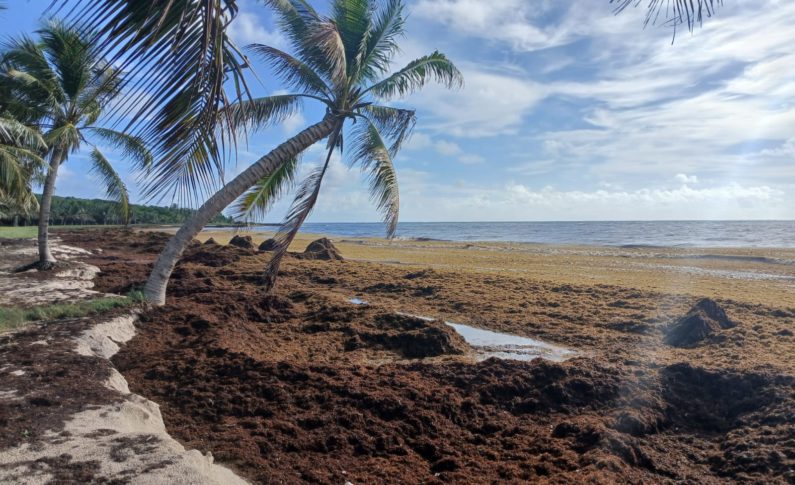 Sargasses en Martinique...la plage de petit Macabou est sous l'eau