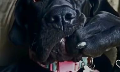 Martinique : le 22 mai...grande victime du GRAND trou du Grand Carbet à Fort-de-France