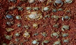 La justice part en sucette en Martinique et en Guadeloupe...mais que fait Gérald Darmanin ?