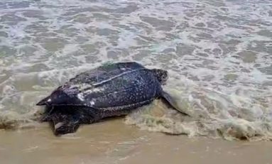 Une tortue luth vient pondre sur la plage des Salines à Sainte-Anne en Martinique