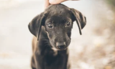 On ne peut pas se moquer d’un chien qui miaule