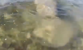 Un lamantin aperçu au Moule en Guadeloupe