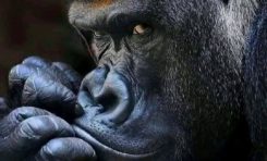 "Le NÈGRE qui ne veut pas qu'on l'appelle NÈGRE"